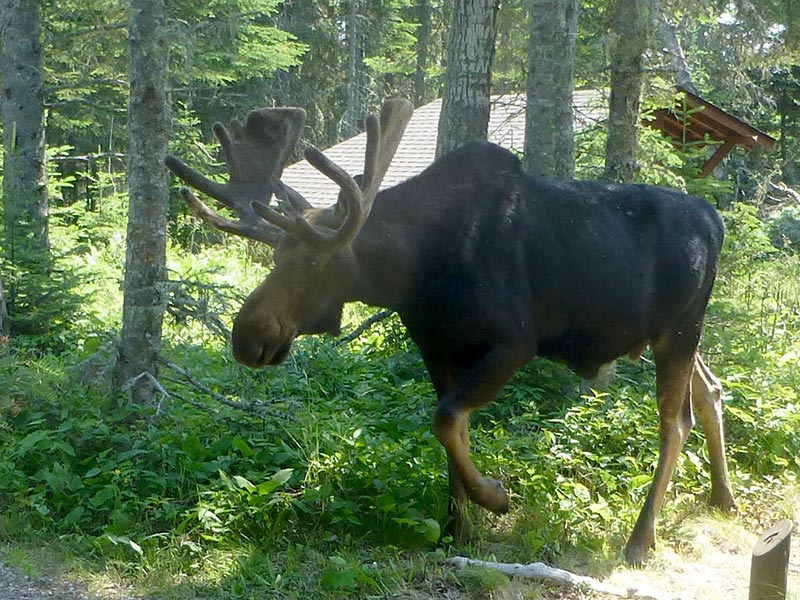 Bruce the Moose at Rock Harbor campground on Isle Royale.