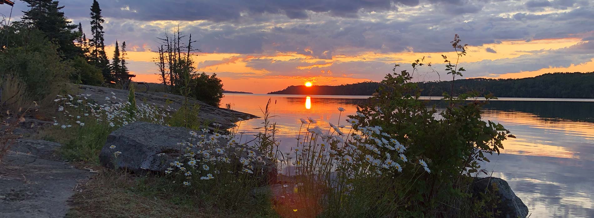 A brilliant orange sunset on Isle Royale, with white daisies in the foreground.