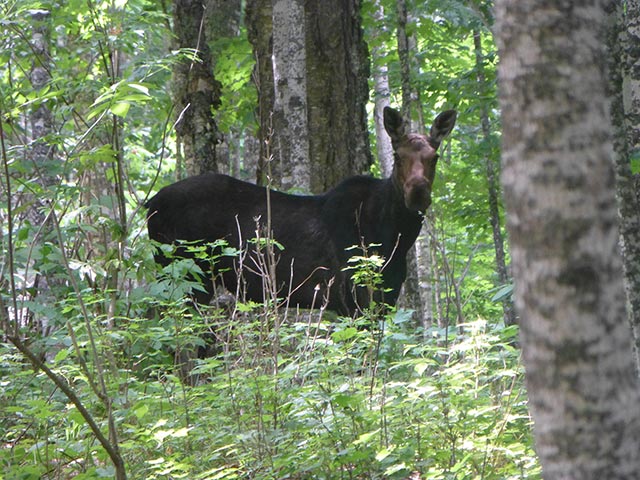 Moose on the Minong Ridge Trail - Isle Royale National Park