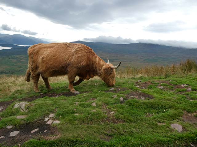 West Highland Cow in Scotland, taken with my still camera for hiking.
